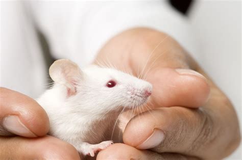 Can mice trust humans?